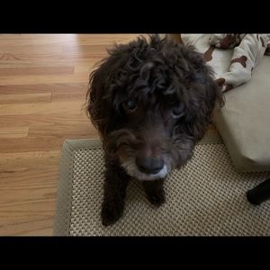 Meet your Posher, Chimen